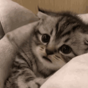 亚洲精品成人游戏
